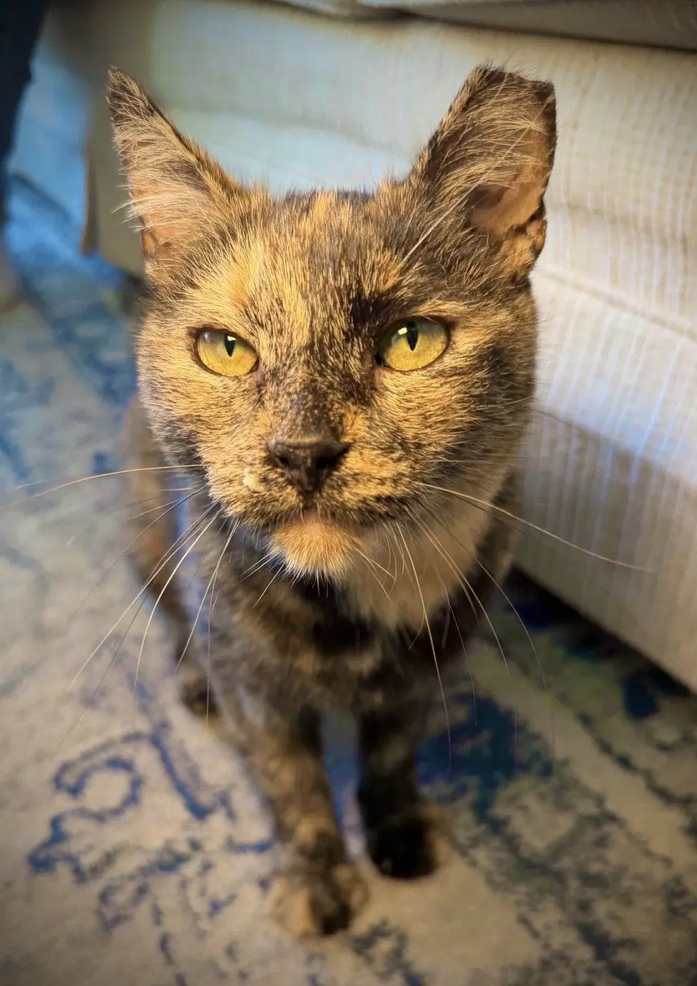 Joy image 2