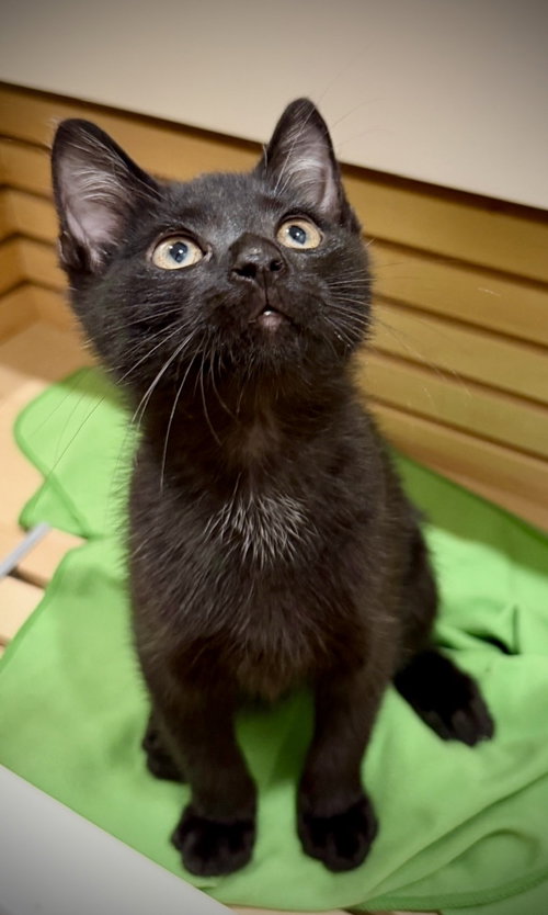 Dill, Domestic Short Hair (short coat)