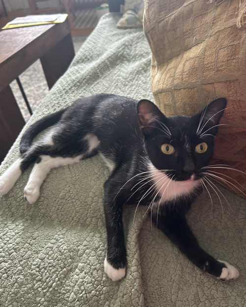 Bounce, Domestic Short Hair (short coat)