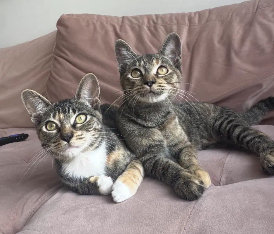 Cucumber  Crouton - Domestic Short Hair