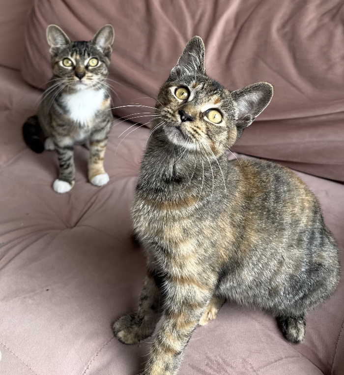Cucumber & Crouton, photo 4