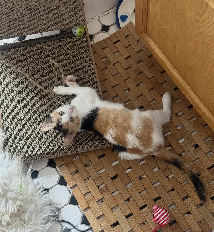 Bell Pepper - Domestic Short Hair
