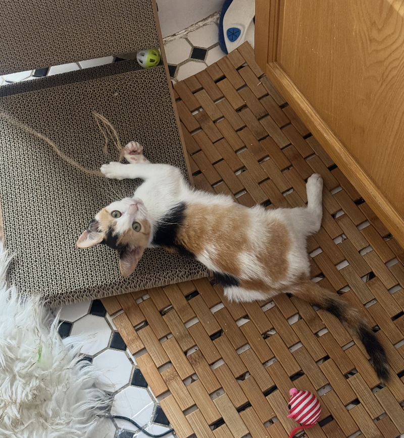 Bell Pepper, a female kitten up for adoption