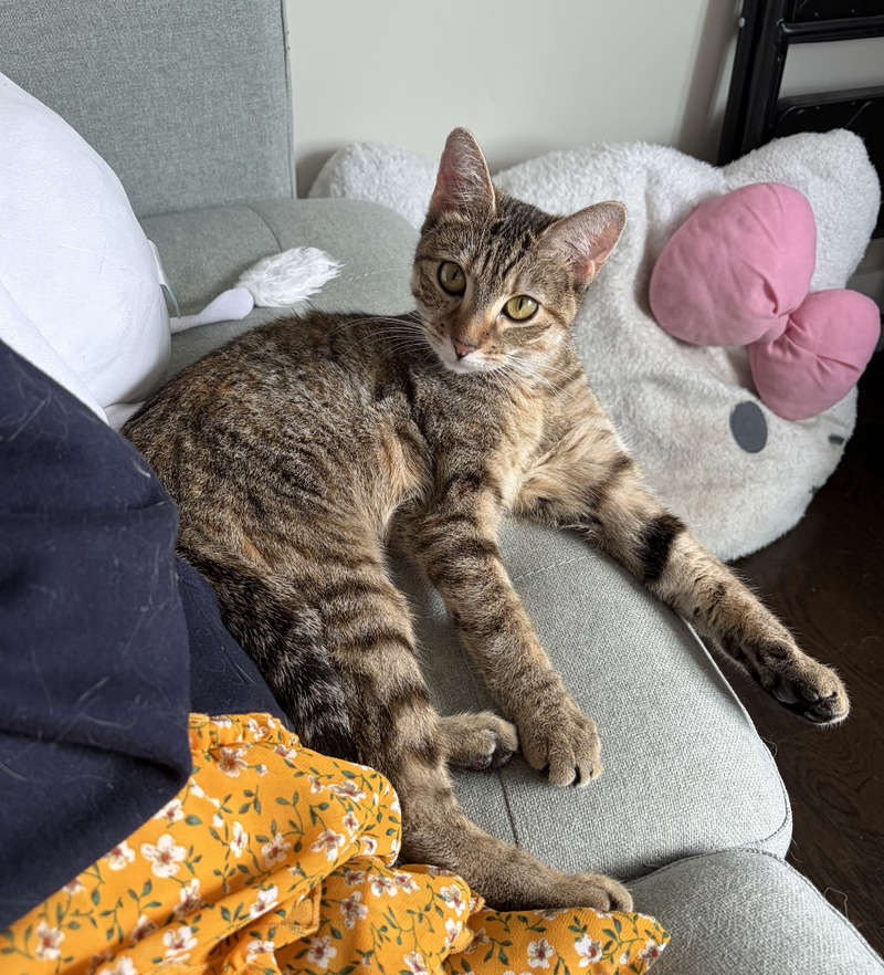 Cosette, a female kitten up for adoption