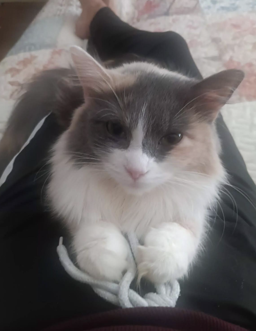 Gucci, Domestic Long Hair (short coat)