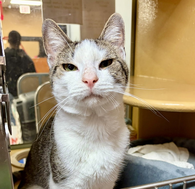 Aldric, a young male cat up for adoption
