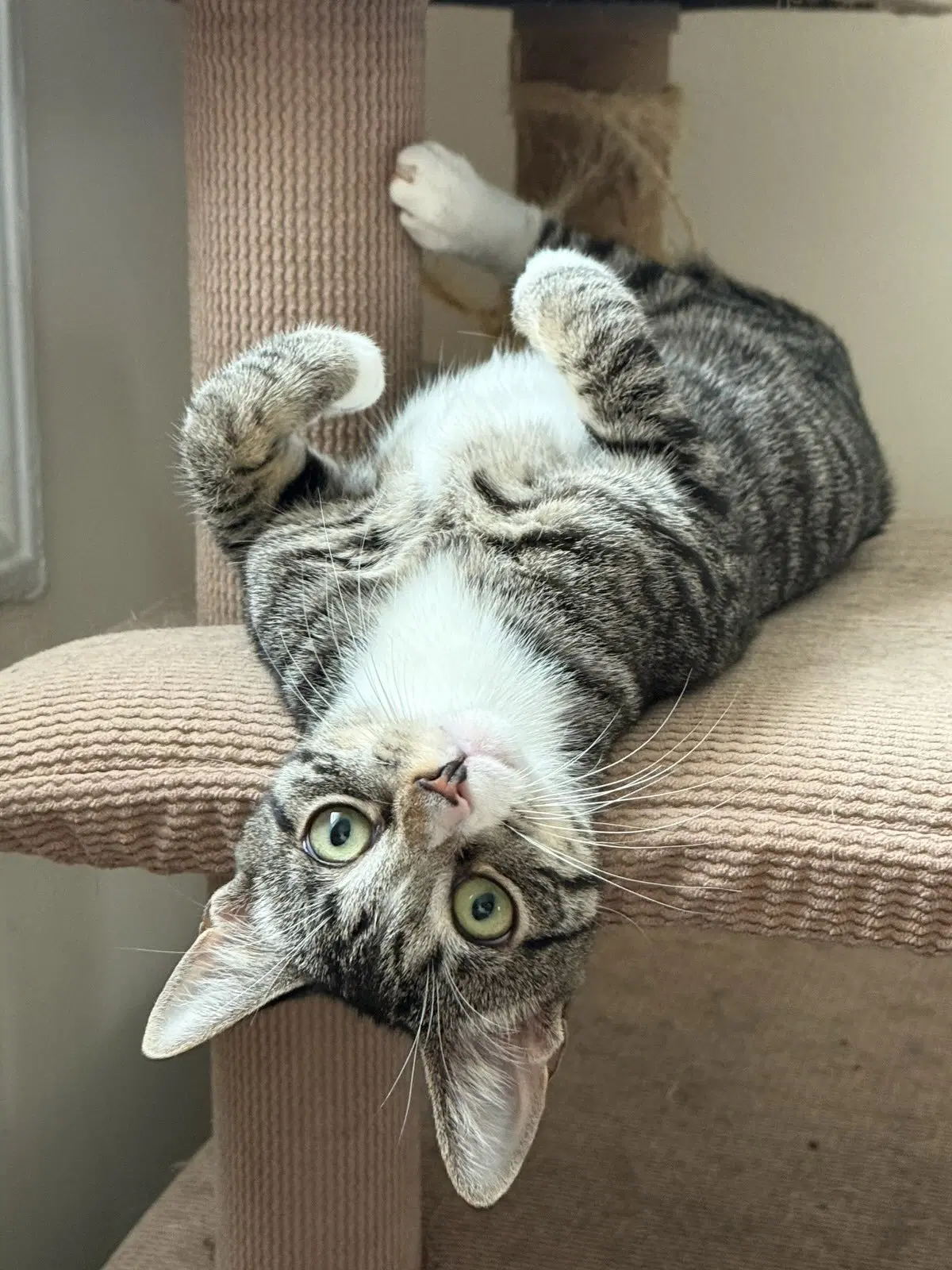 Pixie And Dixie - Domestic Short Hair