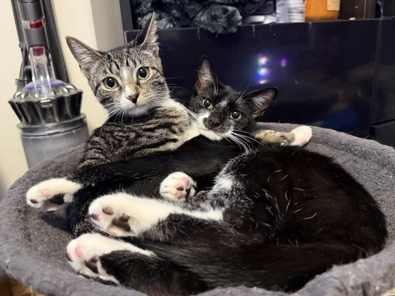 Pixie and Dixie, photo 4