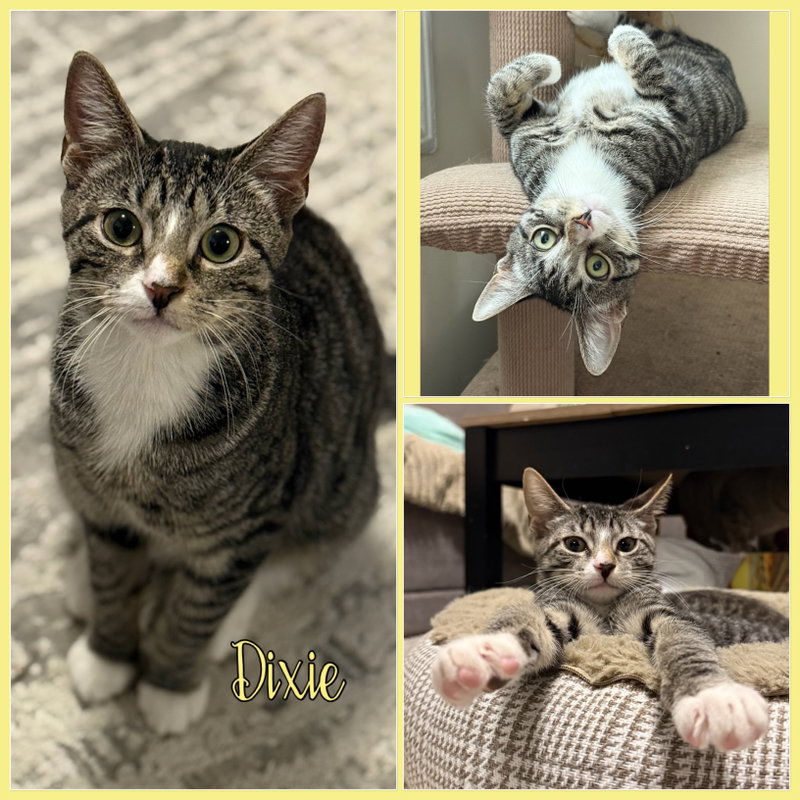 Pixie and Dixie, photo 3
