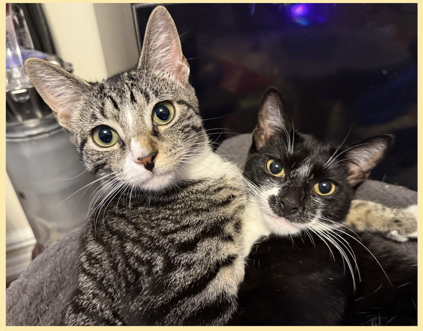 Pixie and Dixie