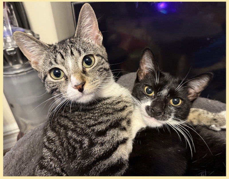 Pixie and Dixie, female kittens up for adoption