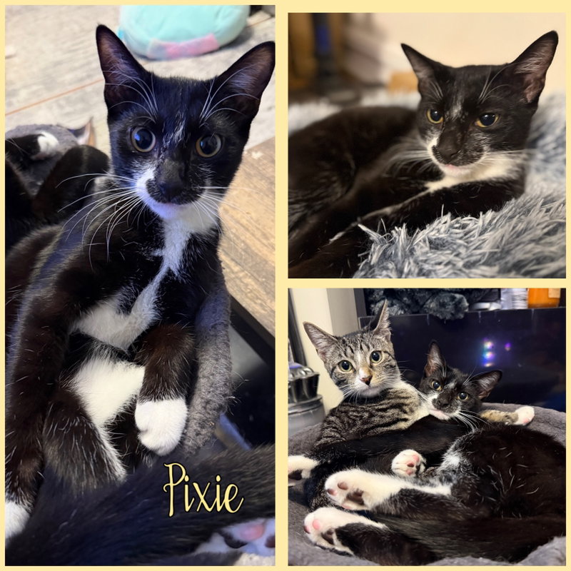 Pixie and Dixie, photo 2