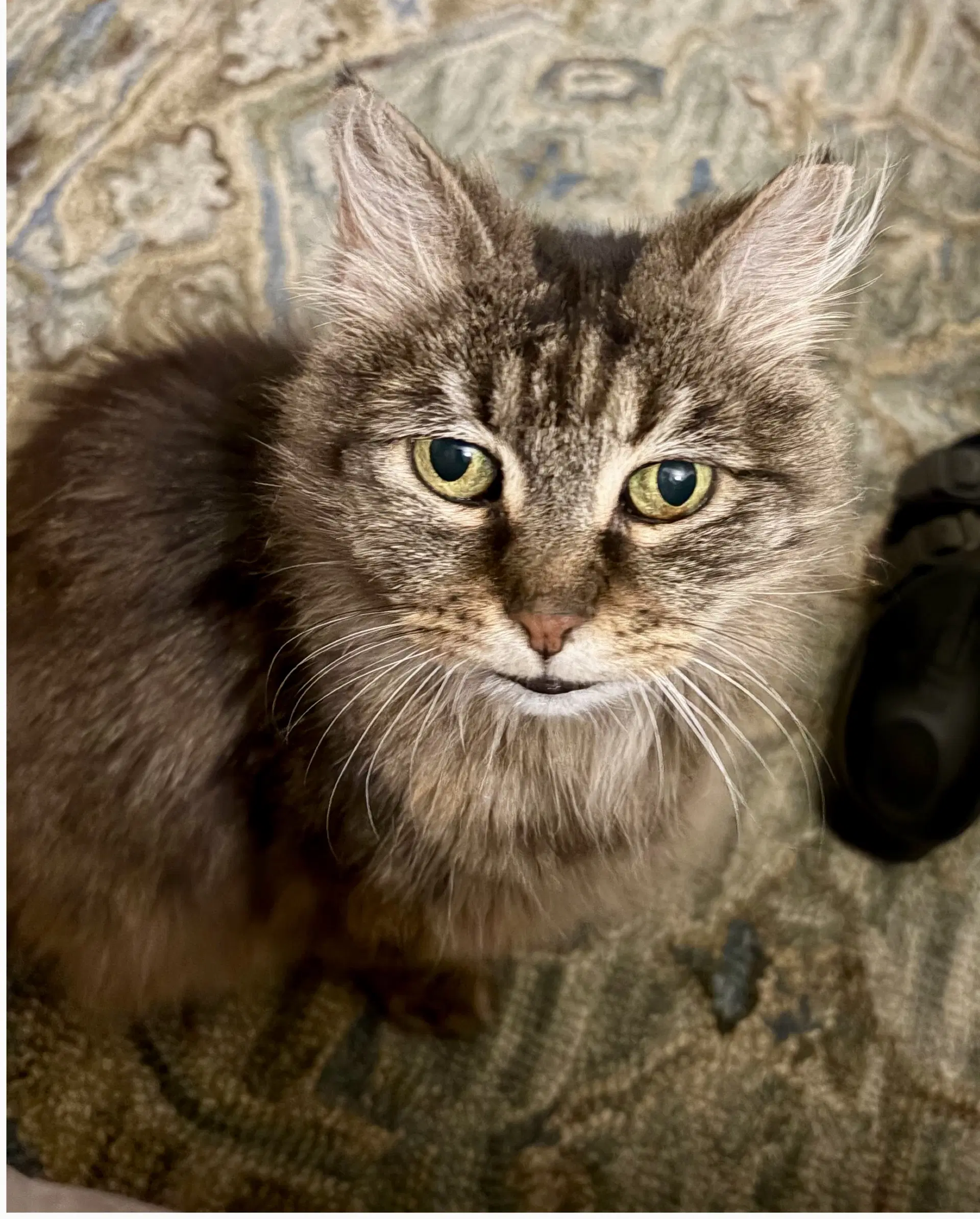 Maggie - Domestic Short Hair