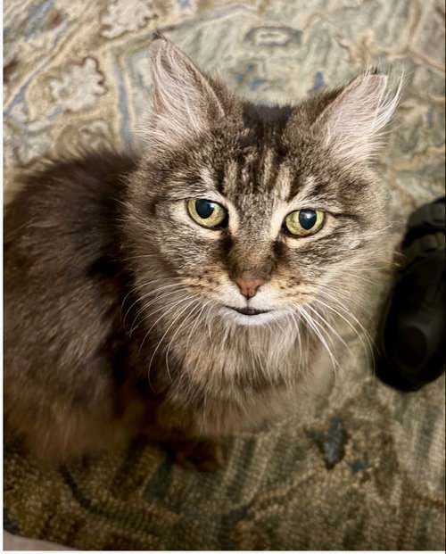 Maggie, Domestic Long Hair (medium coat)