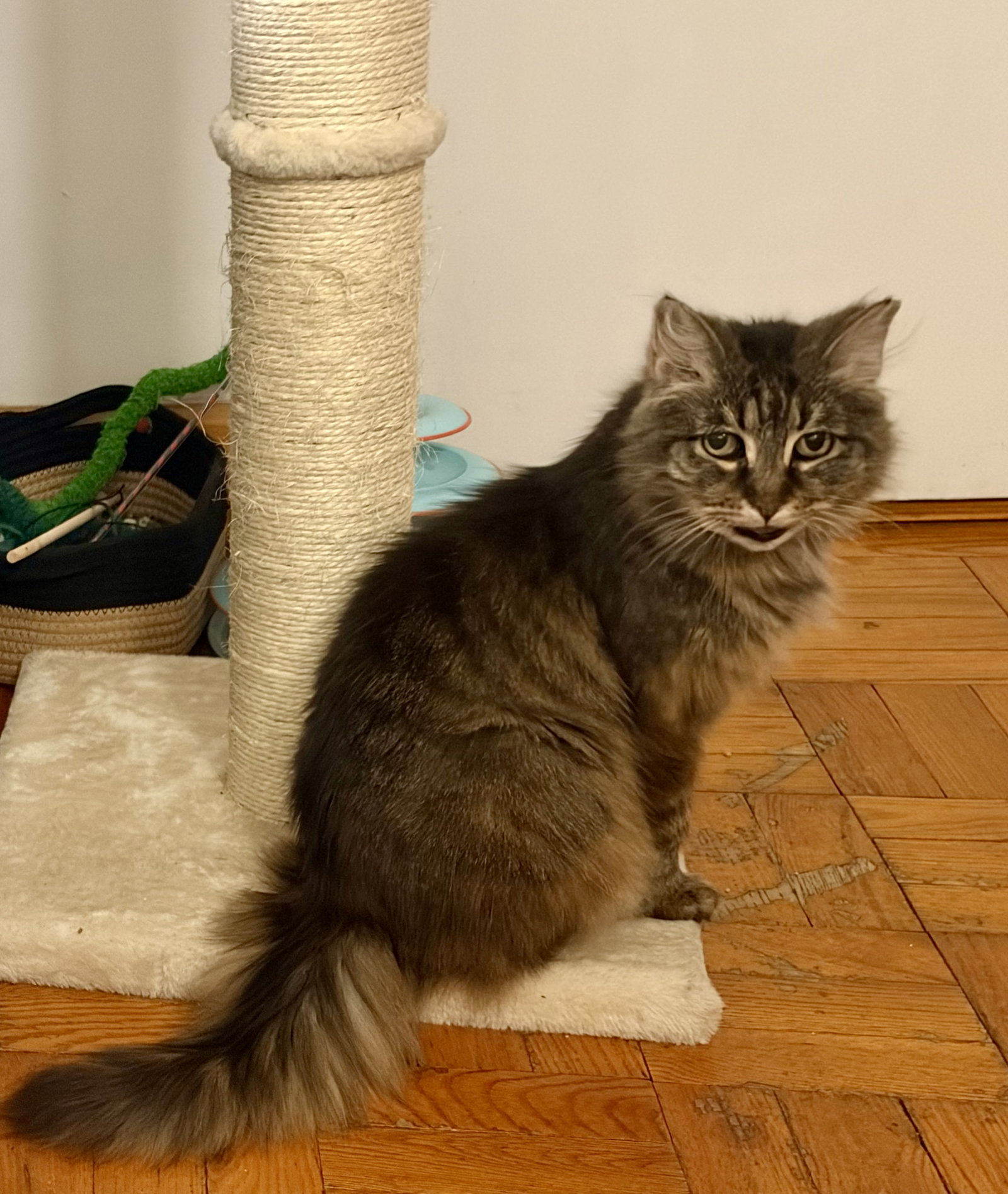 Maggie, photo 2