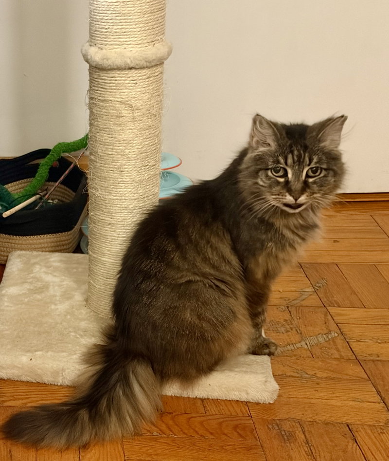 Maggie, photo 2