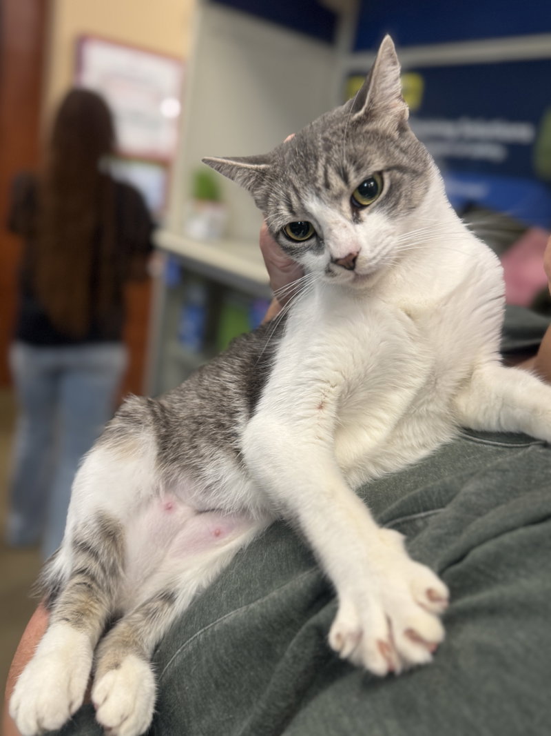 Dixie, a young female cat up for adoption
