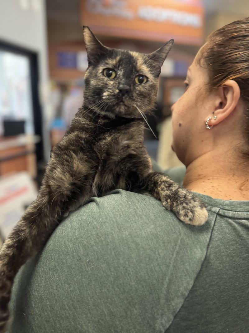 Chica, a young female cat up for adoption