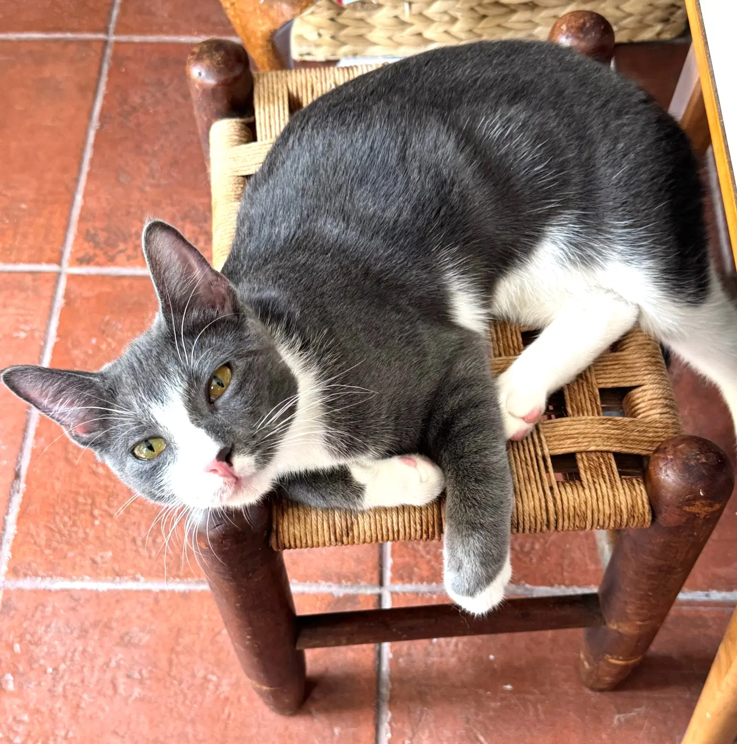 Rocco image 4