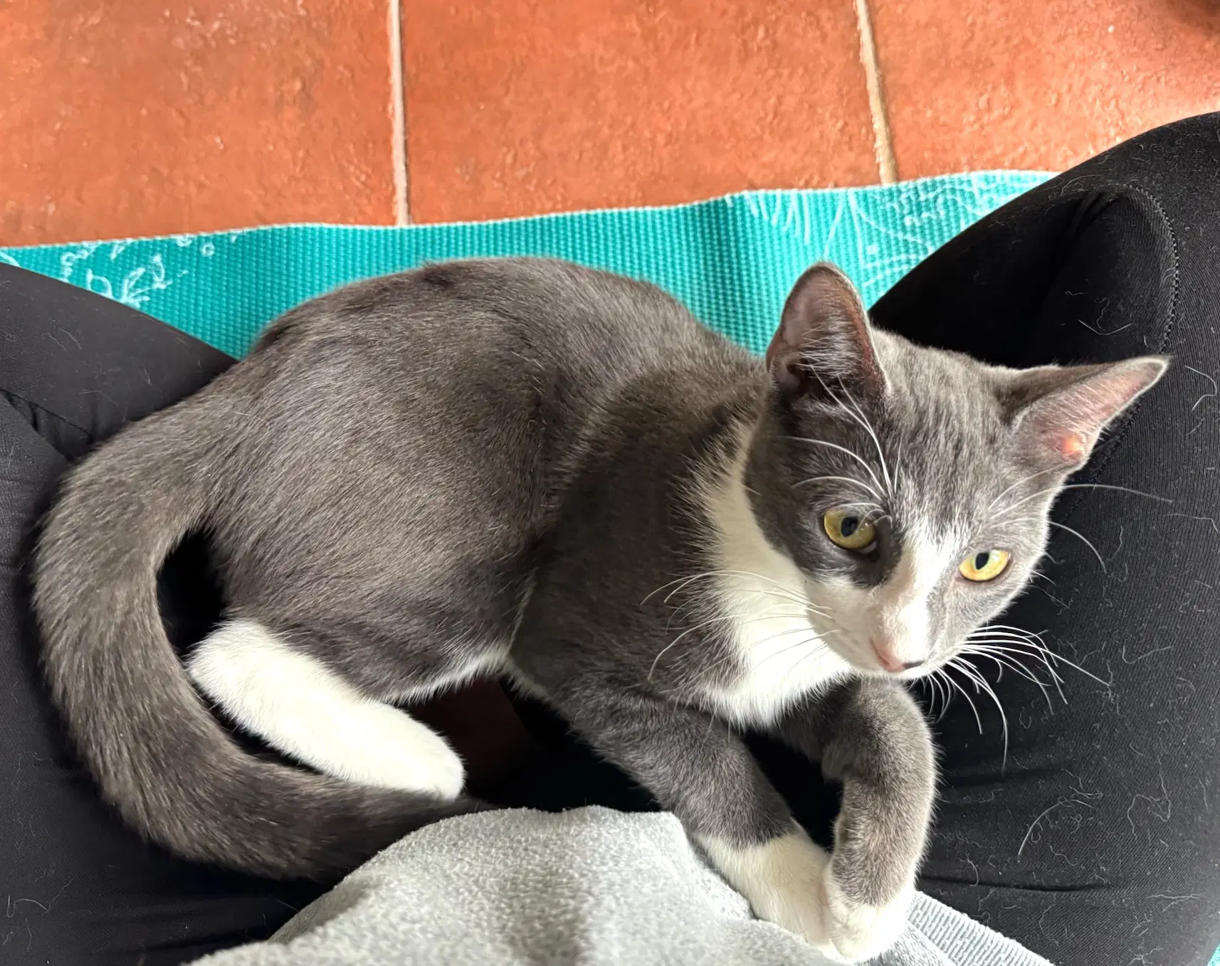 Rocco image 2