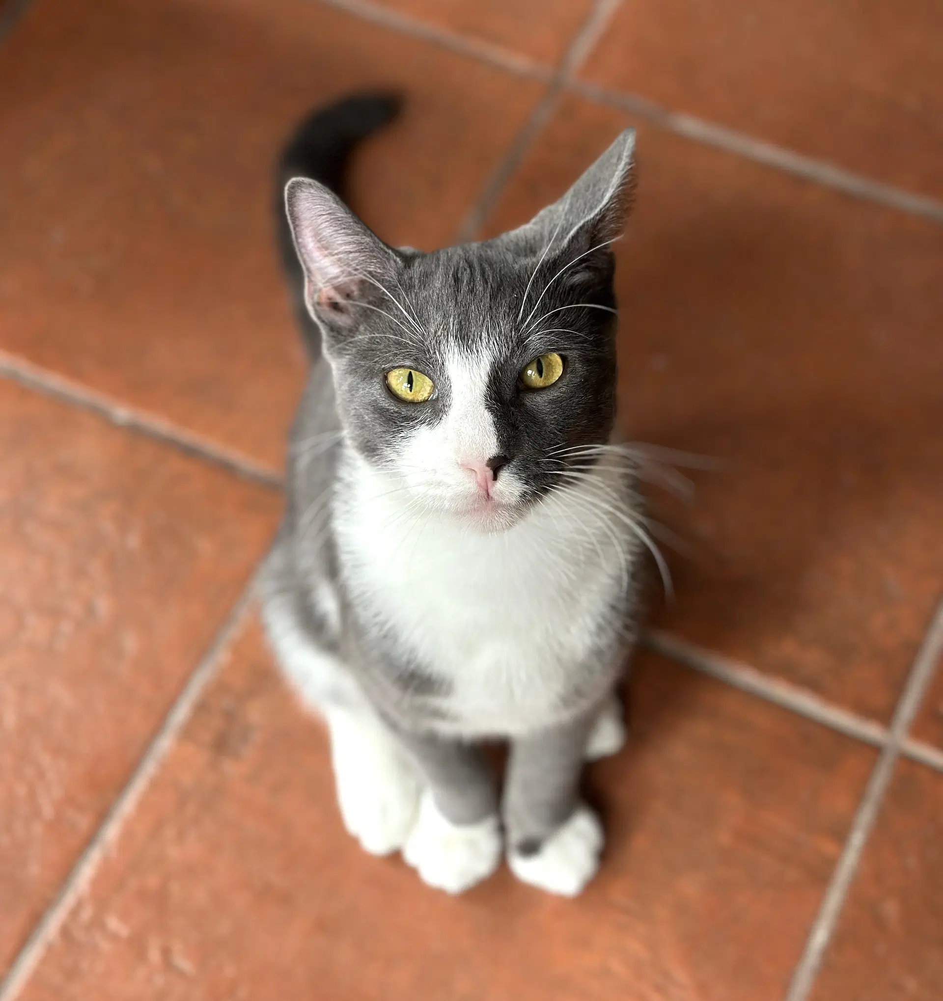 Rocco - Domestic Short Hair