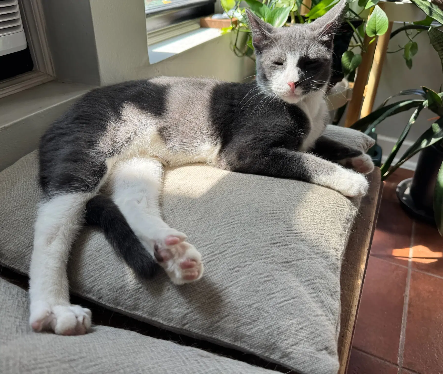 Rocco image 3