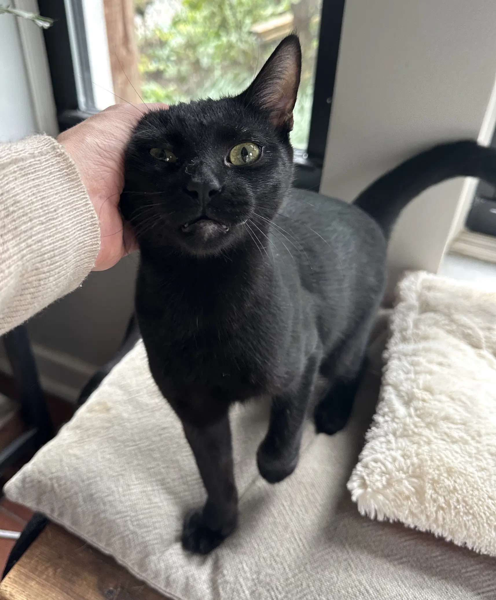 Pacino - Domestic Short Hair