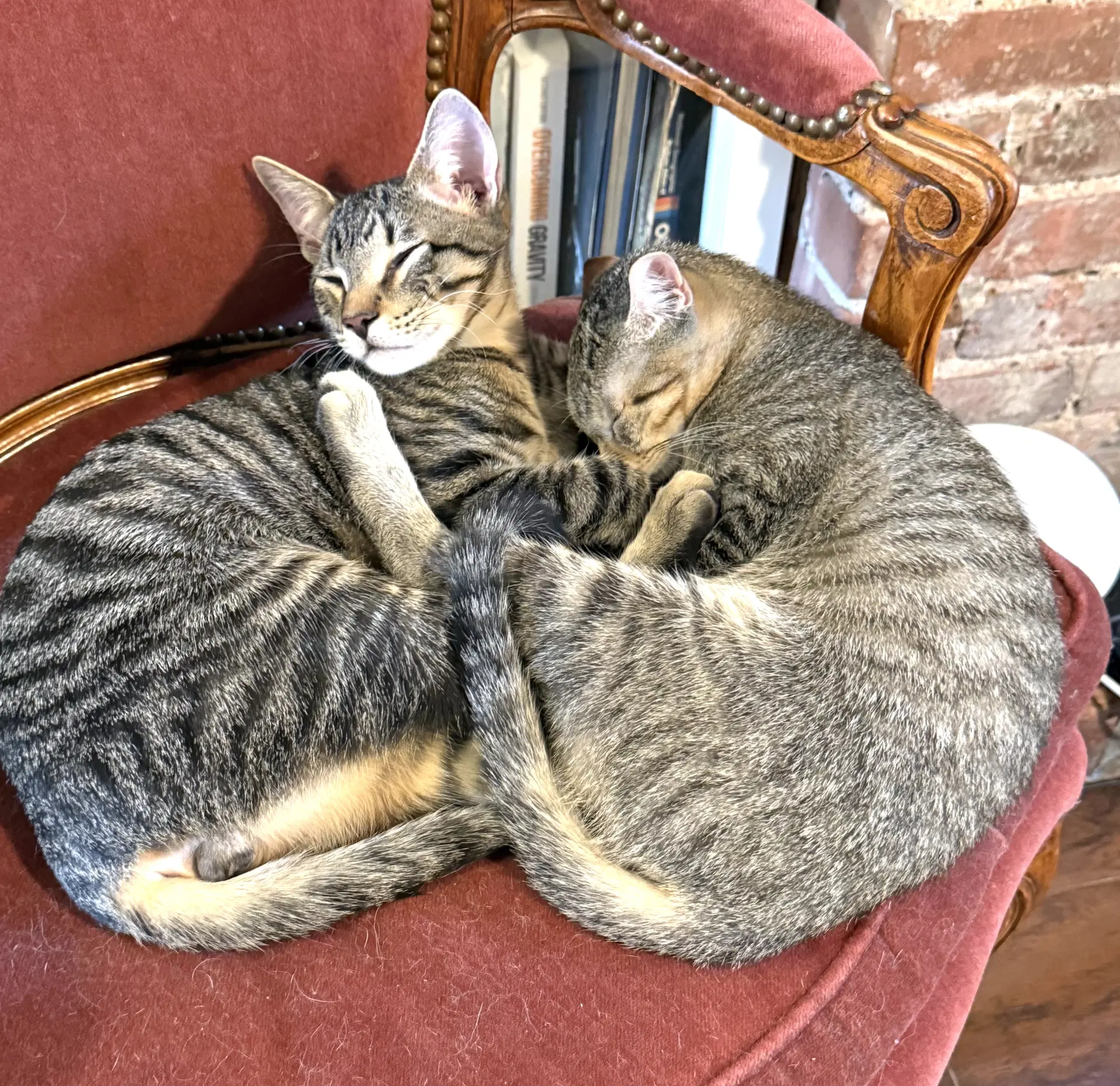 Remus And Romulus - Domestic Short Hair