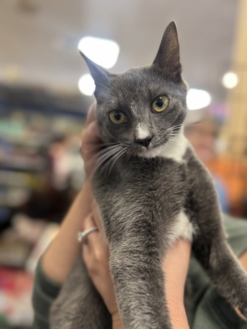 Gracie, Russian Blue (short coat)