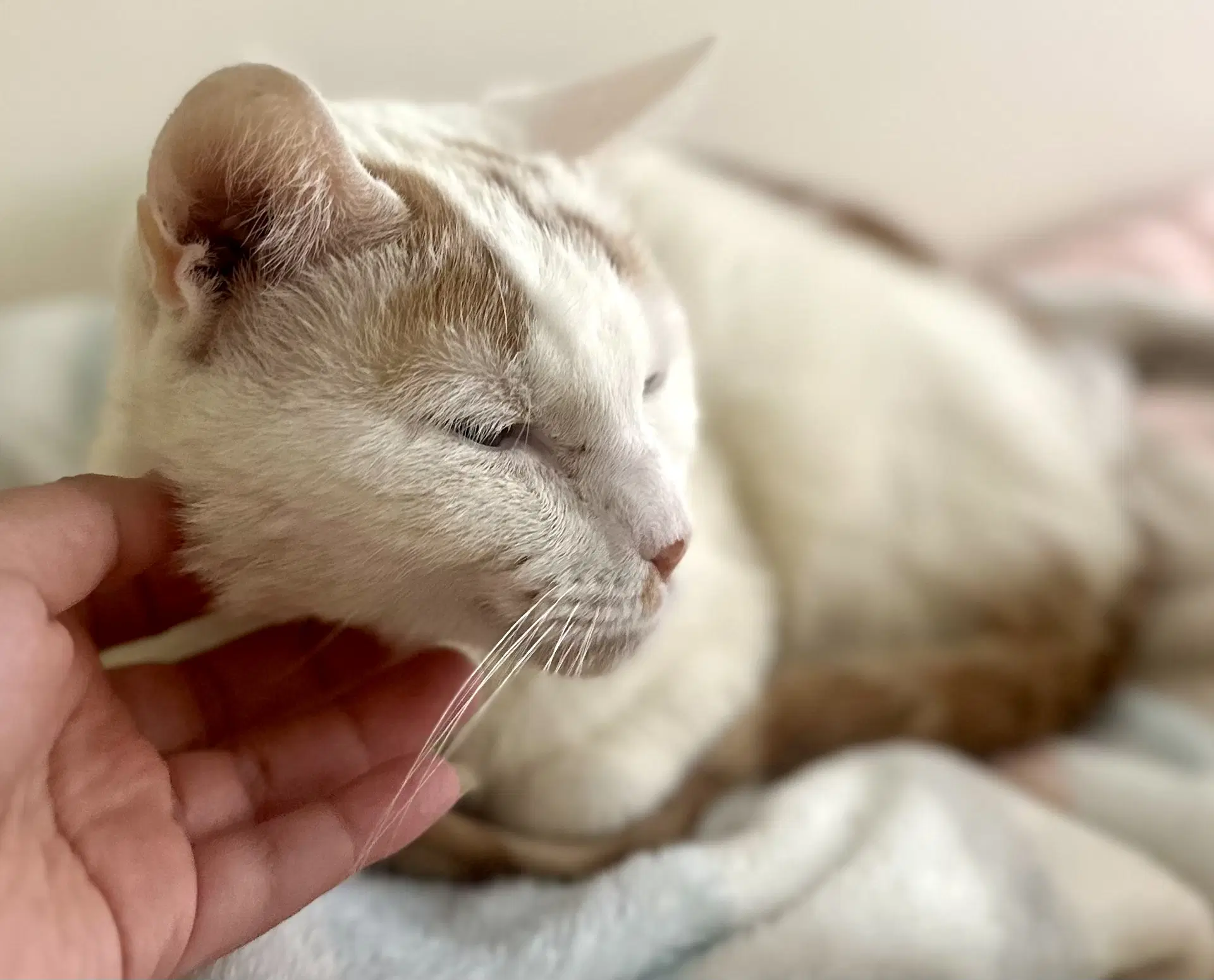 Norman - Domestic Short Hair