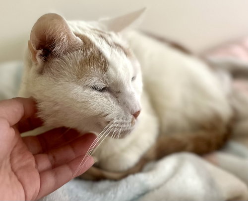 Norman, Domestic Short Hair (short coat)