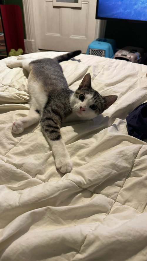 Buffy, Domestic Short Hair (short coat)