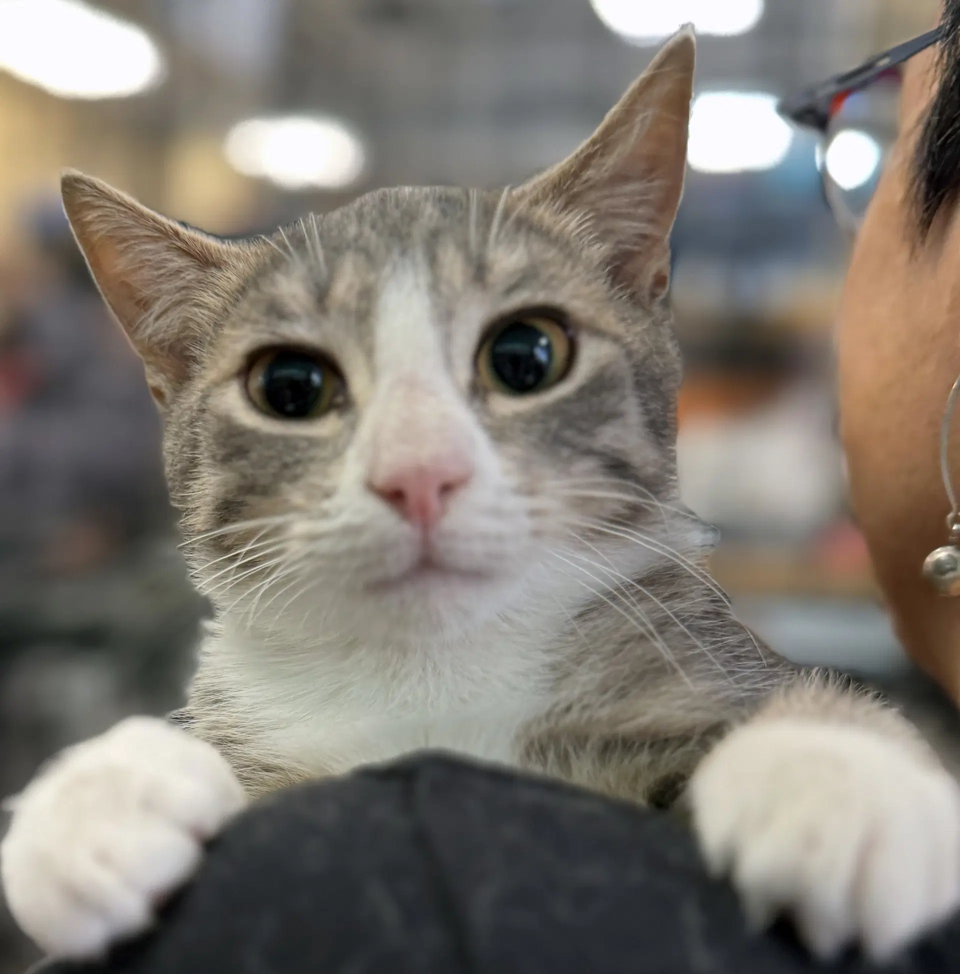 Echo Beach - Domestic Short Hair