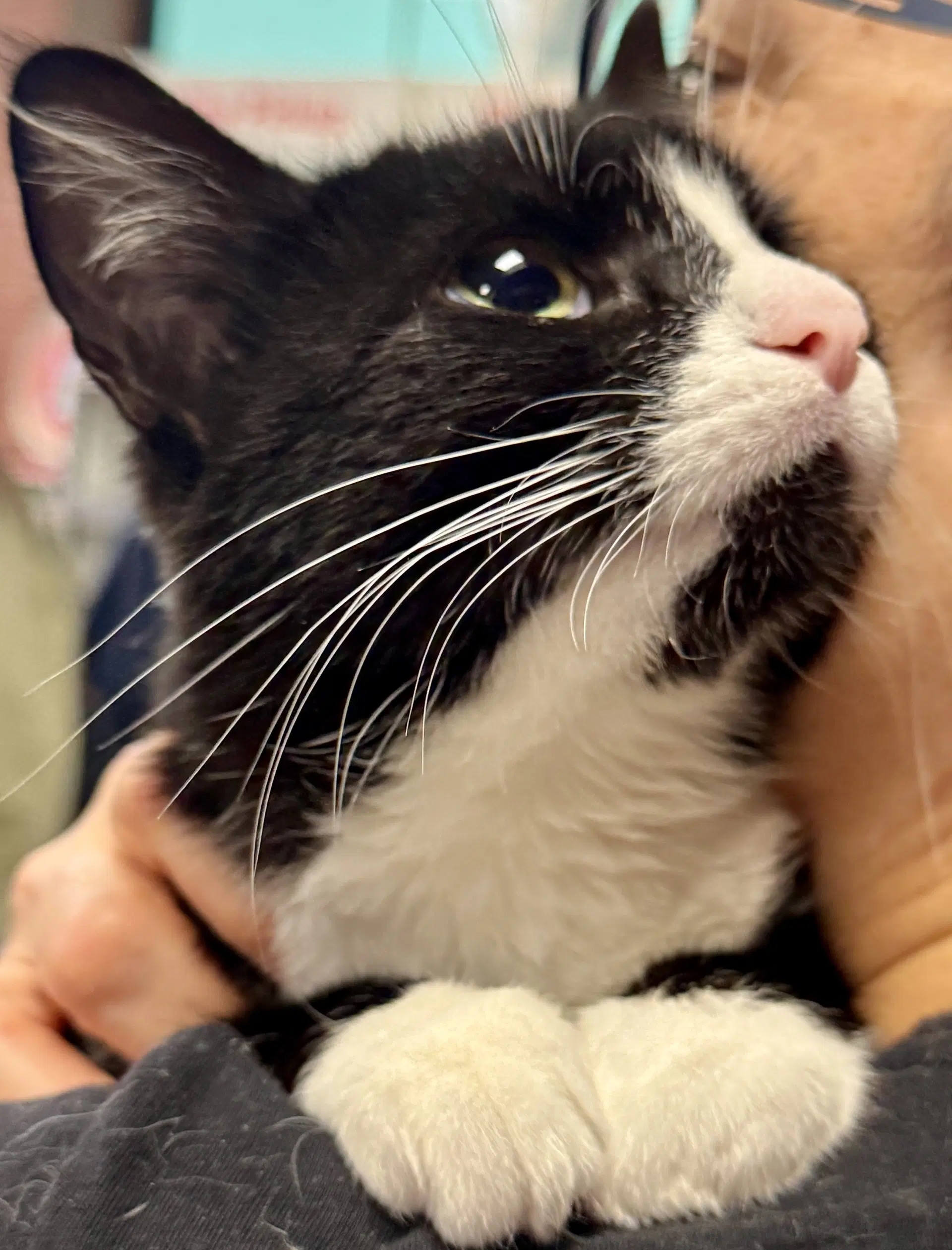 Tootsie - Domestic Short Hair