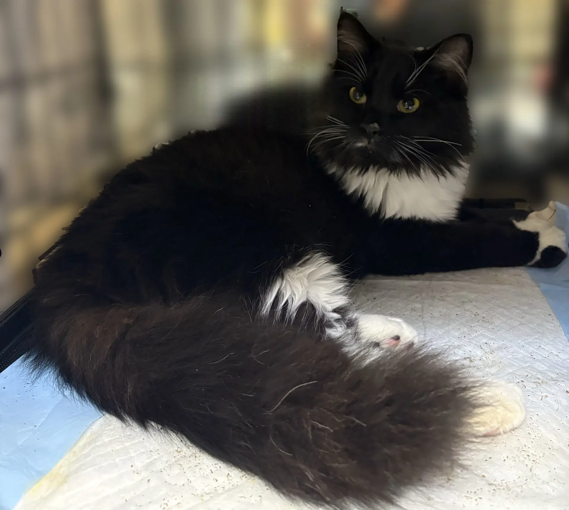 Baby Ruth - Maine Coon
