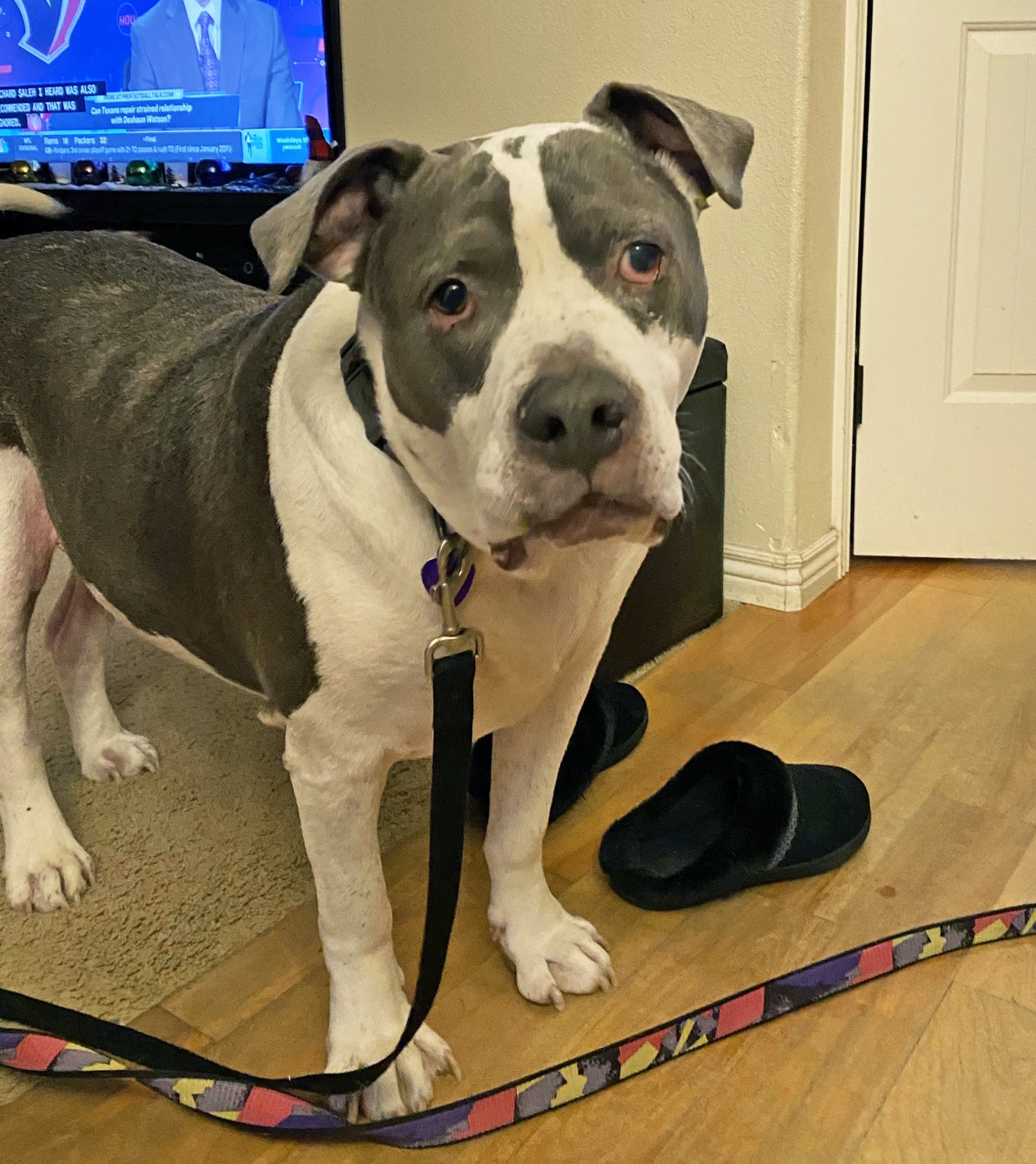 adoptable Dog in Boise, ID named Ferdinand