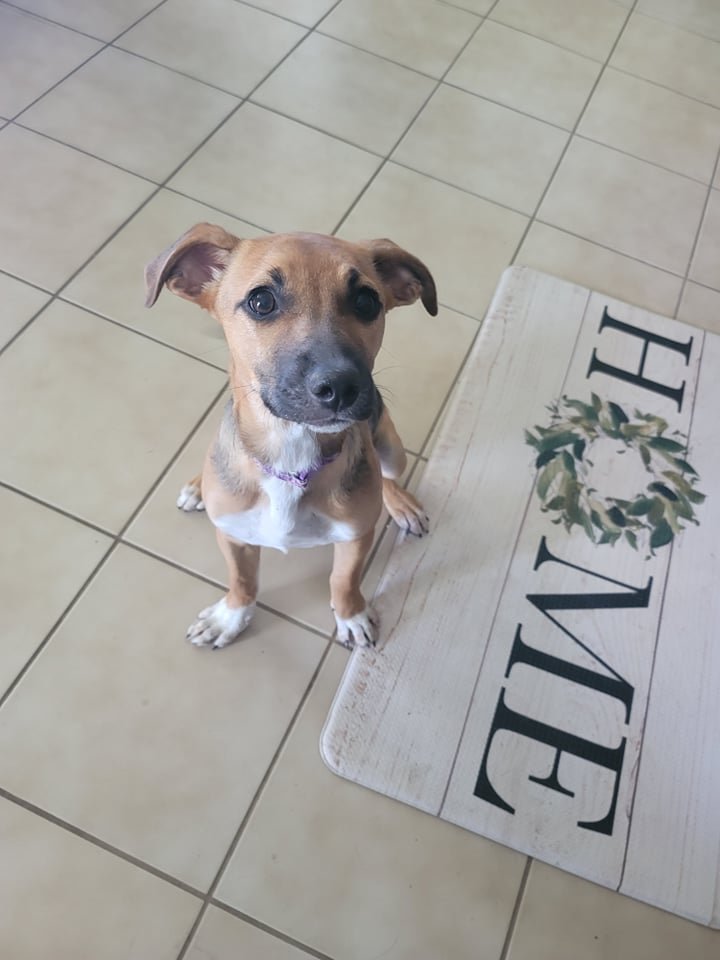 adoptable Dog in Boise, ID named Gemma