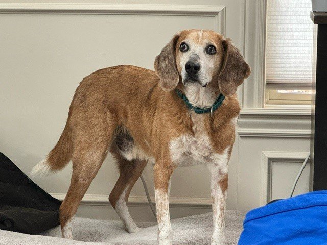 adoptable Dog in Boise, ID named Jack