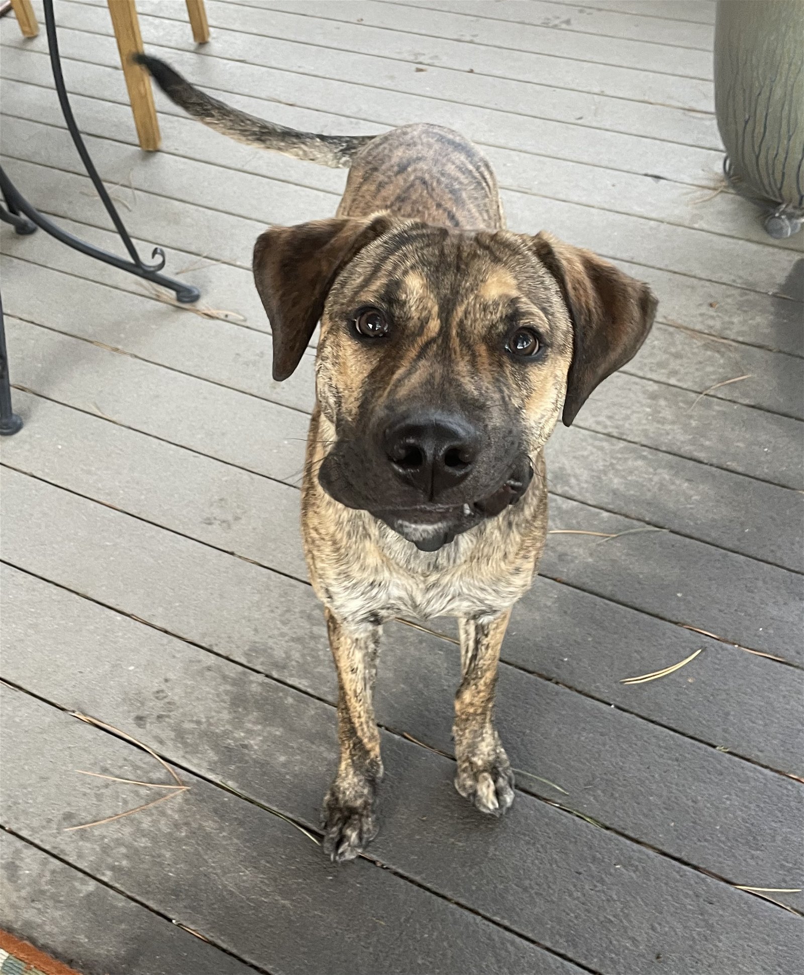 adoptable Dog in Boise, ID named Chugs
