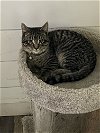 adoptable Cat in boise, ID named Cougar
