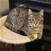 adoptable Cat in , ID named Liona