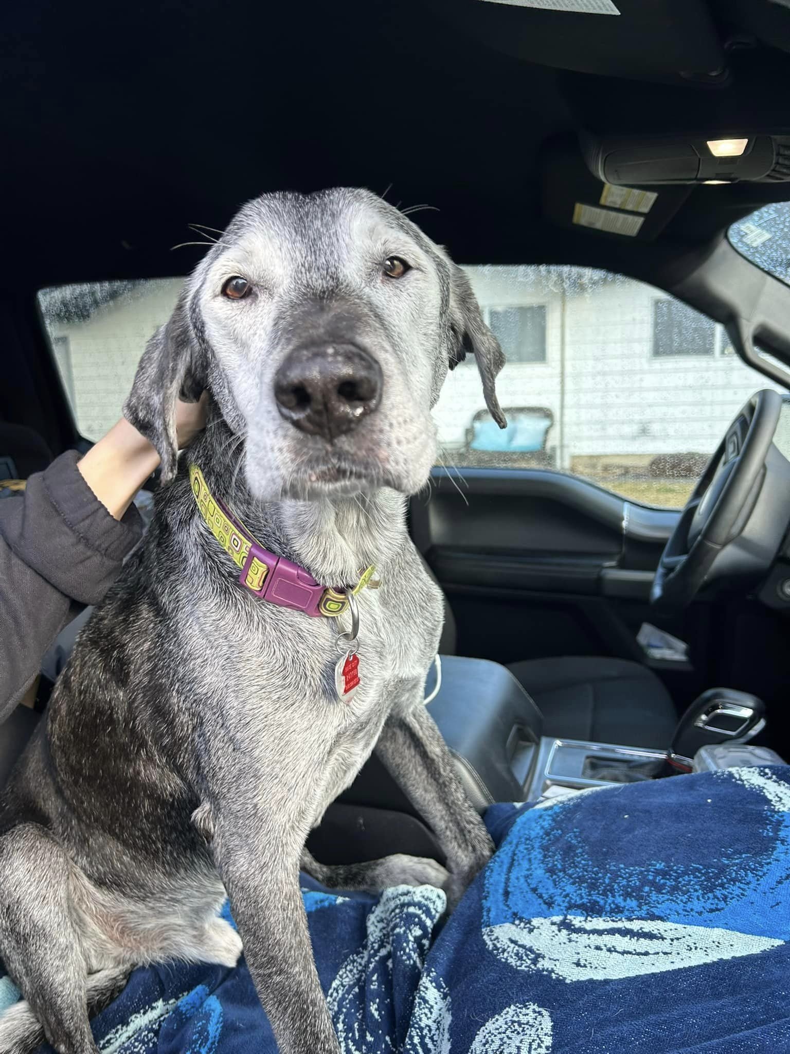 adoptable Dog in Boise, ID named Buddy