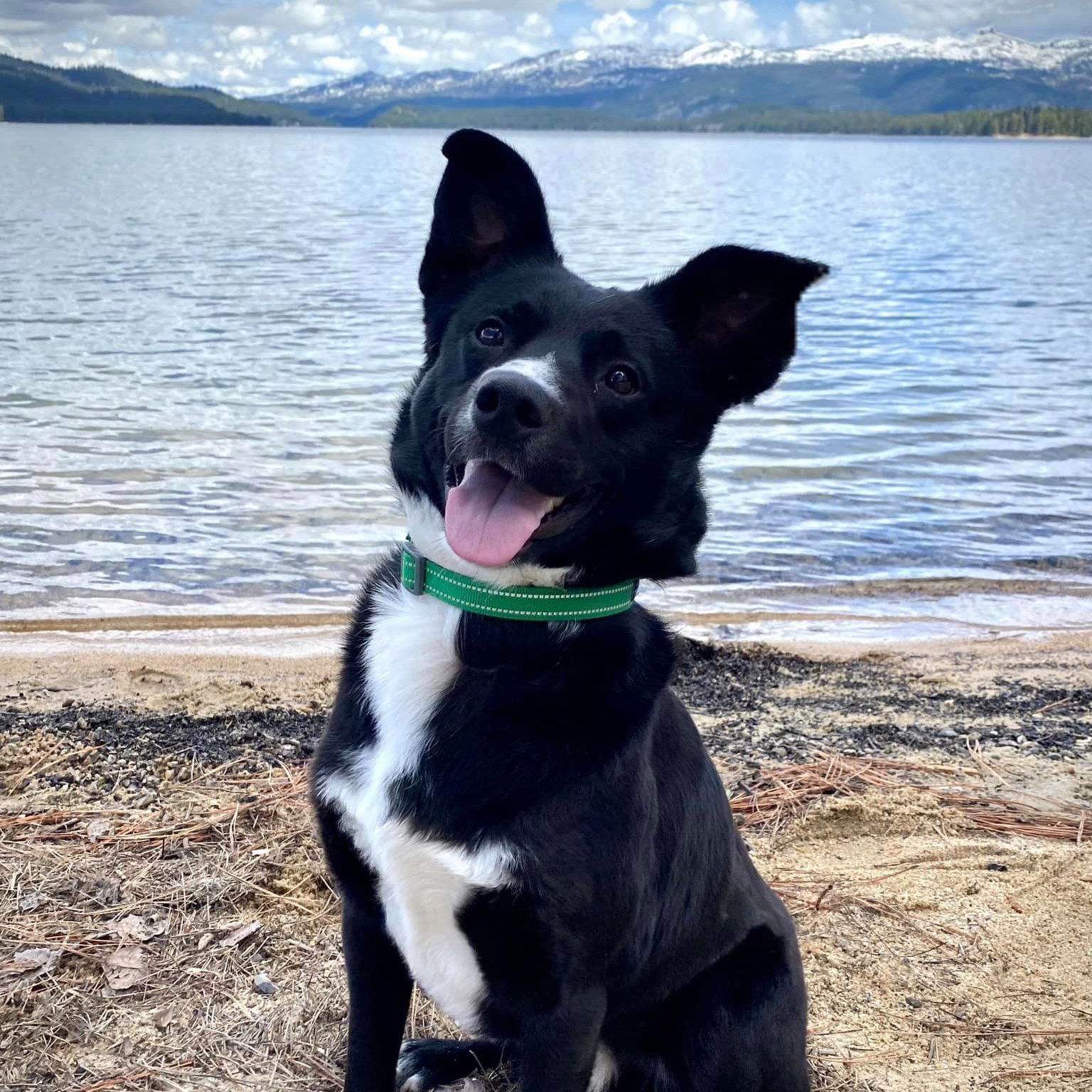 Dog adoption in Boise, ID 83706: Border Collie / Mixed (medium coat ...