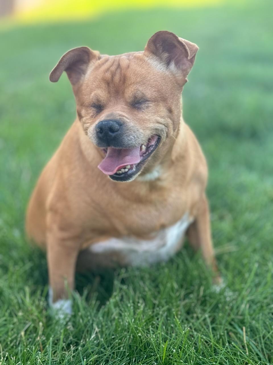 adoptable Dog in Boise, ID named Betty