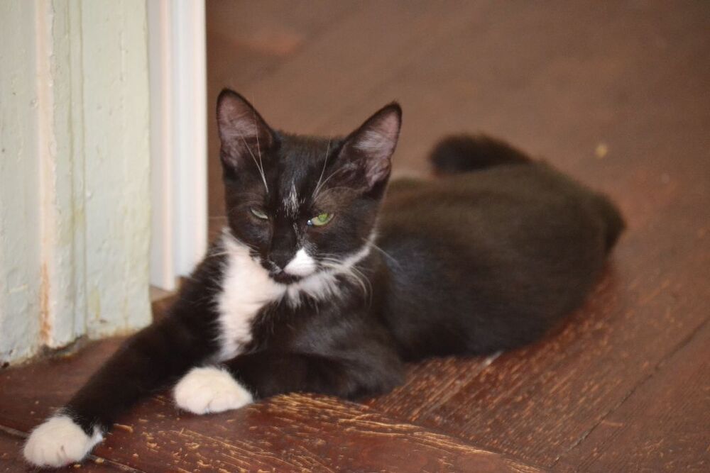 adoptable Cat in Boise, ID named Cassiopeia