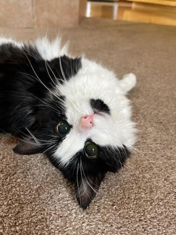 adoptable Cat in Boise, ID named Katrina