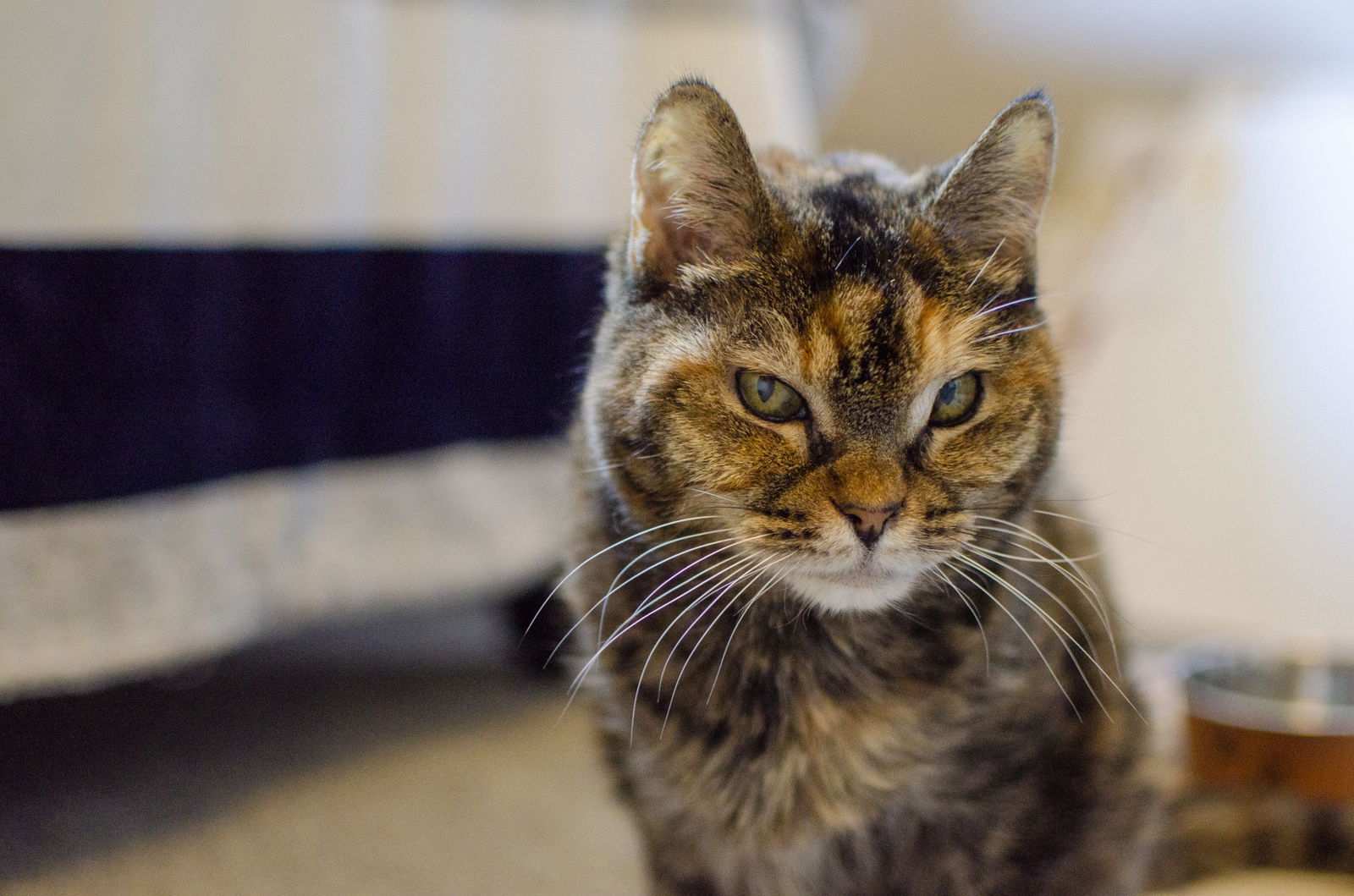 adoptable Cat in Boise, ID named Sammy