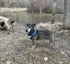 adoptable Dog in , ID named Victor