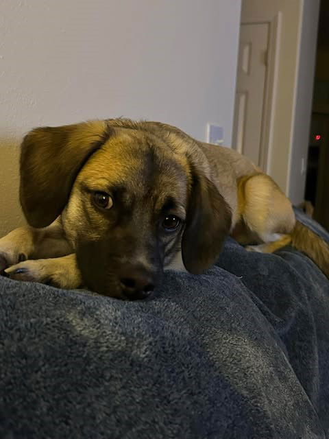 picture of the dog needing adoption