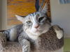 adoptable Cat in , ID named Ava